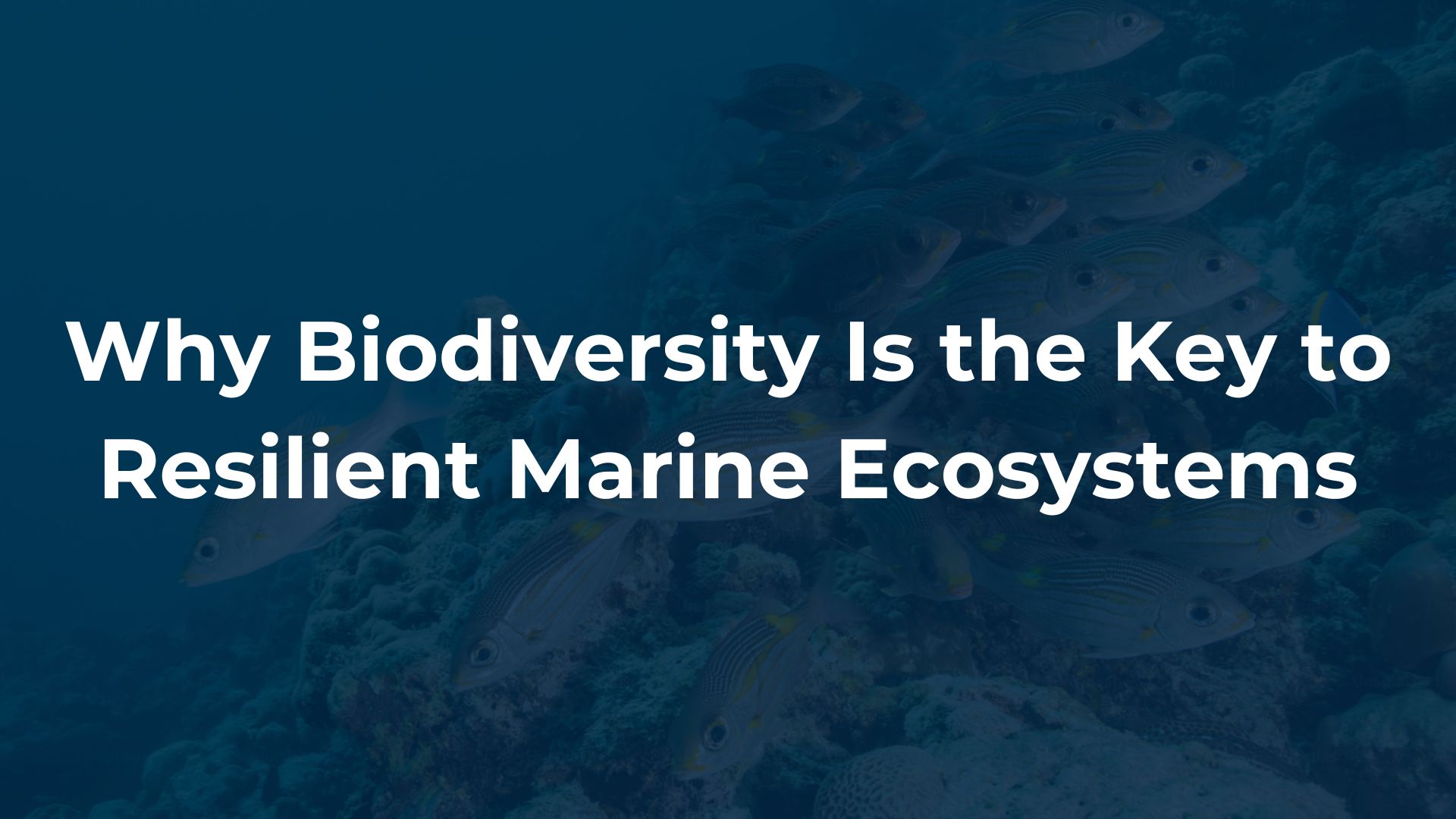 Why Biodiversity Is the Key to Resilient Marine Ecosystems