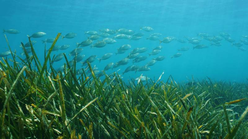 Seagrass Restoration_ The Unsung Hero of Ocean Health 2