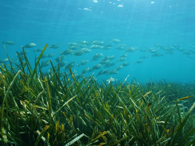 Seagrass Restoration_ The Unsung Hero of Ocean Health 2