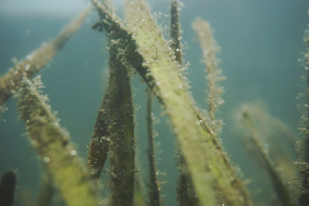 Ocean Restoration PHAROS