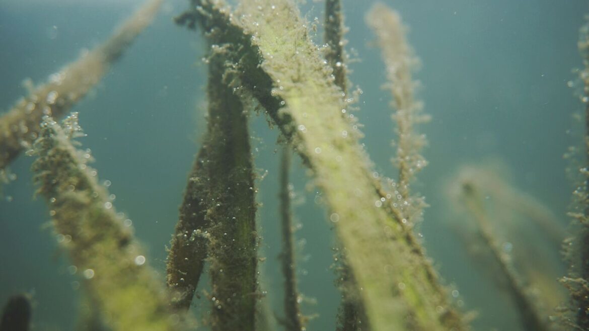 Ocean Restoration PHAROS