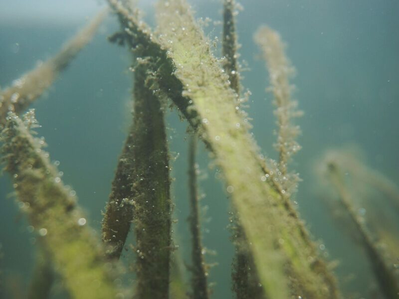 Ocean Restoration PHAROS