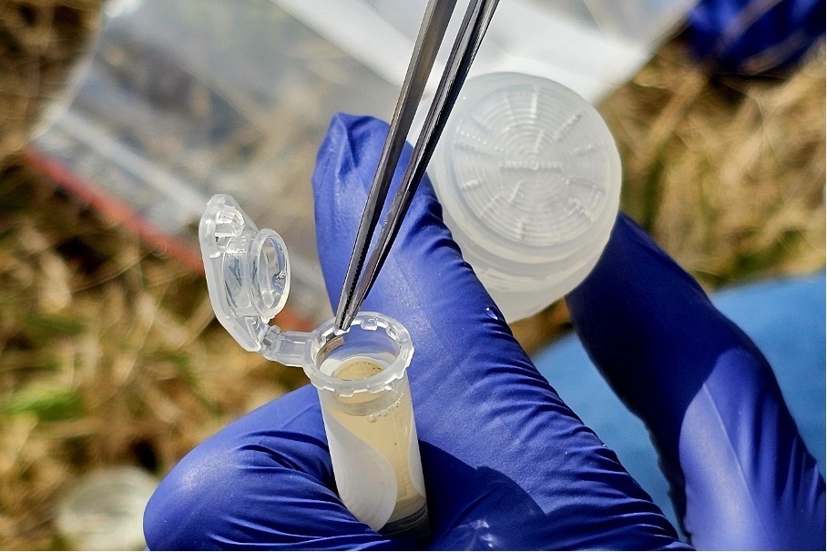 Samples are also taken at selected locations in the river, and environmental DNA is filtered from the water onto filters, which are then stored in a solution that preserves the genetic material where it is then analyzed in the laboratory.