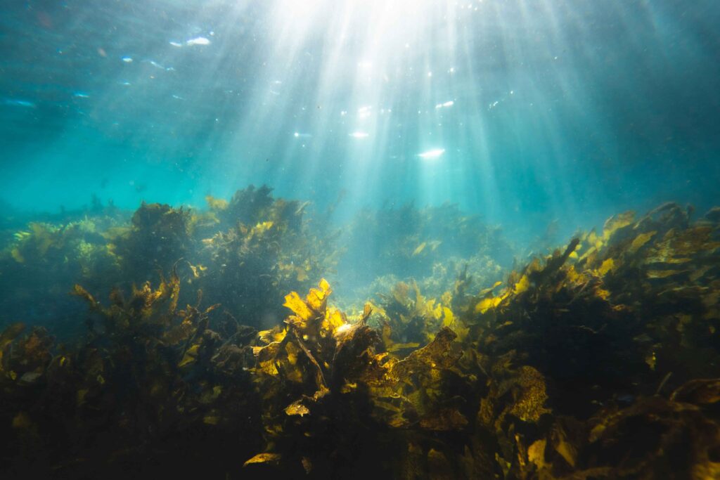 PHAROS at Gran Canaria Seaweed