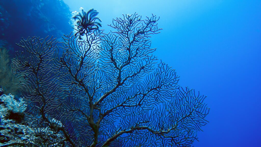 Digital Twin Ocean Underwater coral reef.