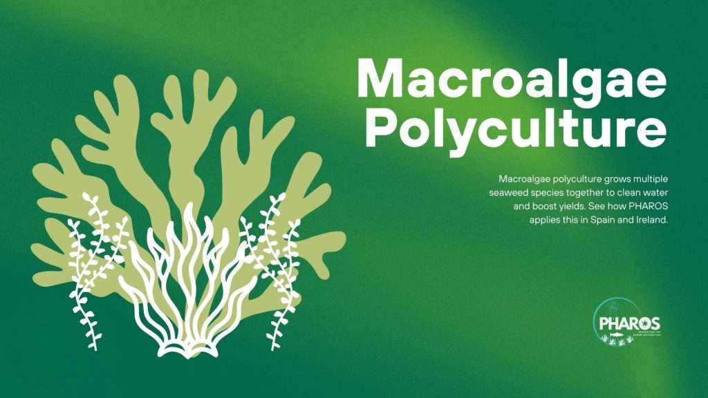 Image shows text that writes: Macroalgae Polyculture with PHAROS logo.