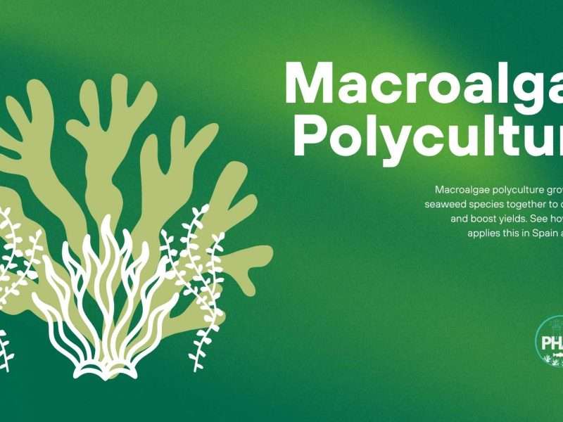 Image shows text that writes: Macroalgae Polyculture with PHAROS logo.