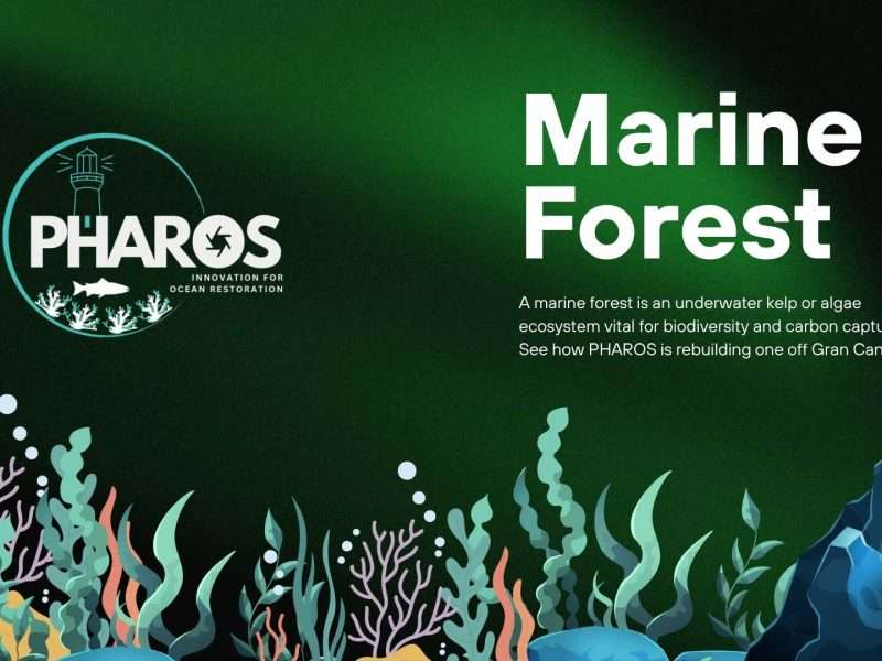 Image has text that reads: Marine Forest and also contains the pharos logo.