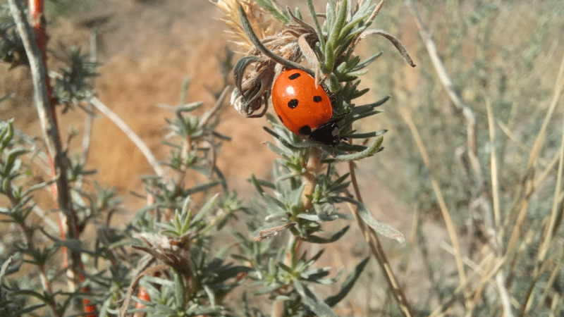 Image showcases a ladybug on a branch