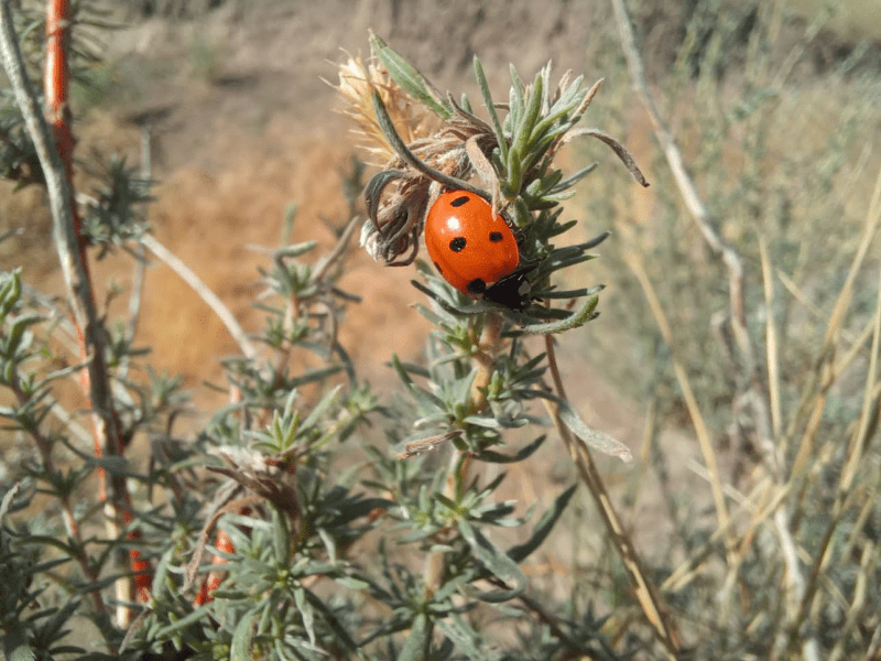 Image showcases a ladybug on a branch